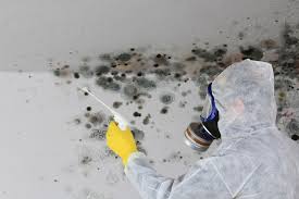 Why You Should Choose Our Mold Remediation Services in Plant City, FL